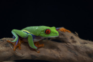 frog nature wildlife