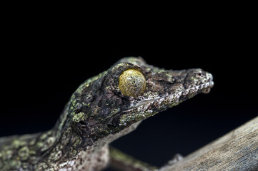 lizard gecko isolated on white background