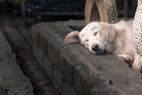 Lonely homeless white dog sleeping on path in dramatic tone