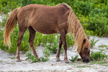 Naklejka na ściany i meble Assateague Island Wild Pony in Maryland