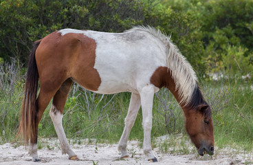 Assateague Island Wild Pony in Maryland
