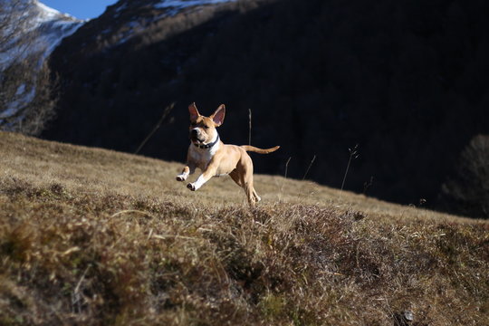 Running dog in mountains