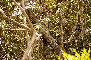 Crowned lemur, Eulemur coronatus, hiding in a tree, reserve Ankarana, Madagascar