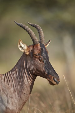 Topi (tsessebe) (Damaliscus lunatus), Serengeti National Park, Tanzania