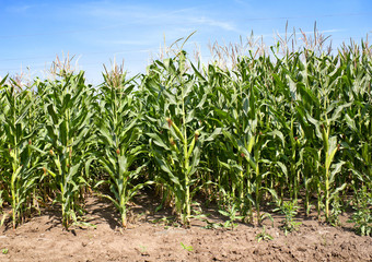 Corn on a field in summer