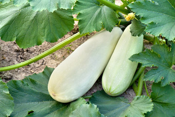 Leaves and fruit of zucchini in vegetable garden