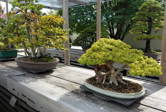 Bonsai and Penjing landscape with miniature deciduous maple trees in trays