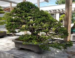 Bonsai and Penjing landscape with miniature evergreen tree in a tray