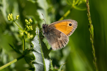 Butterfly on the meadow