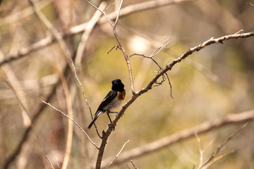 Littoral rock-thrush, Monticola imerinus is endemic to Madagascar, reserve Ankarana