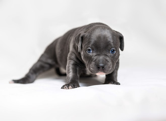Puppy American bullies