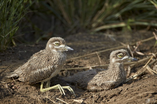 Two water thickknee (water dikkop) (Burhinus vermiculatus) chicks, Hluhluwe Game Reserve