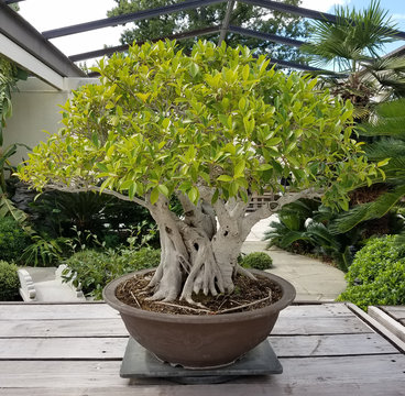 Bonsai and Penjing landscape with miniature ficus tree in a tray