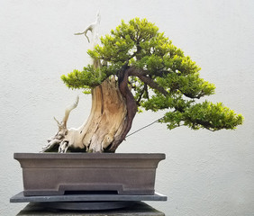 Paysage de bonsaï et de Penjing avec un arbre à feuilles persistantes miniature dans un bac