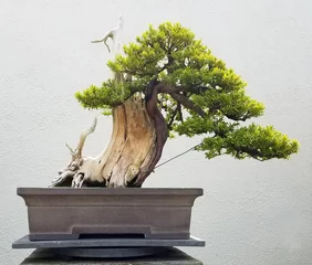 Papier Peint photo Lavable Bonsaï Paysage de bonsaï et de Penjing avec un arbre à feuilles persistantes miniature dans un bac