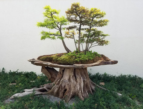 Bonsai and Penjing landscape with miniature deciduous maple trees in a tray