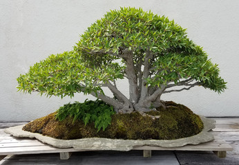 Paysage de bonsaï et de Penjing avec ficus miniature dans un bac