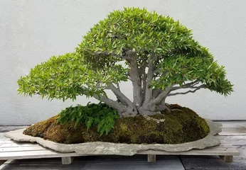 Papier Peint photo Lavable Bonsaï Paysage de bonsaï et de Penjing avec ficus miniature dans un bac