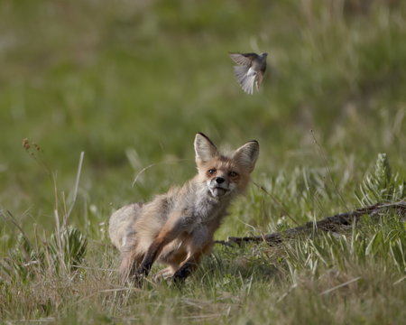 Red fox (Vulpes vulpes) (Vulpes fulva) vixen hunting a bird, Yellowstone National Park, Wyoming 