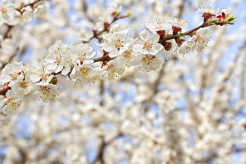 Blooming apricot tree in spring time.