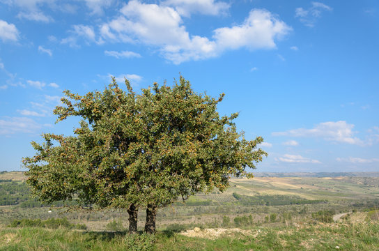 Pero selvatico (wild pear tree) - Pyrus pyraster and landscape in Puglia Italy