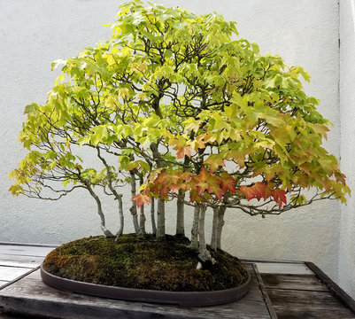 Bonsai and Penjing landscape with miniature deciduous maple trees in a tray