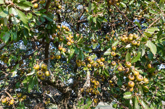Pero selvatico (wild pear tree) - Pyrus pyraster