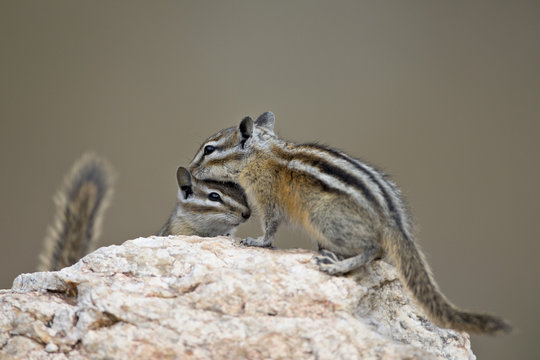 Two least chipmunk (Tamias minimus), Custer State Park, South Dakota
