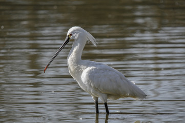 Spatola bianca_Platalea leucorodia