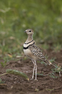 Two-banded courser (double-banded courser) (Rhinoptilus africanus), Serengeti National Park, Tanzania