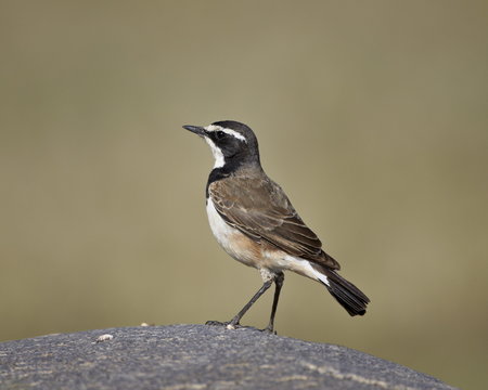 Capped wheatear (Oenanthe pileata), Serengeti National Park, Tanzania