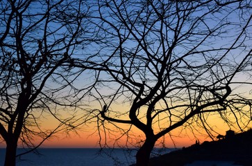 alberi spogli al tramonto