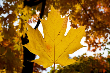 Herbstlaubfärbung