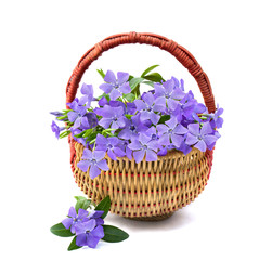 Bouquet with periwinkle in the basket on white background