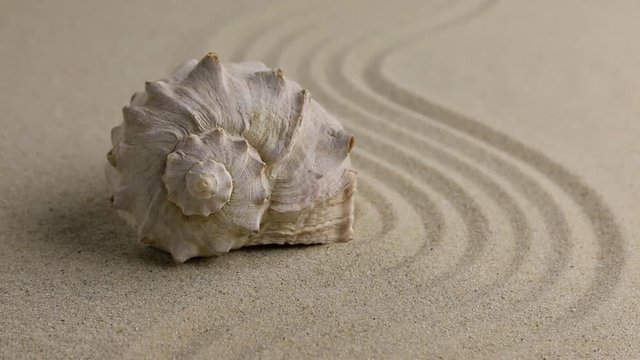 Zoom seashell lying on the sand beach.