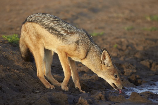 Black-backed jackal (silver-backed jackal) (Canis mesomelas) drinking, Serengeti National Park, Tanzania