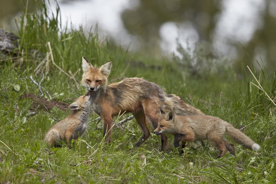Red Fox (Vulpes vulpes) (Vulpes fulva) vixen and two kits, Yellowstone National Park, Wyoming 