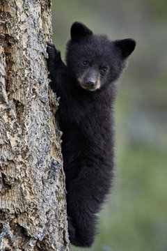 Black bear (Ursus americanus) cub of the year or spring cub climbing a tree, Yellowstone National Park, Wyoming