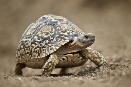 Leopard tortoise (Geochelone pardalis), Kruger National Park 