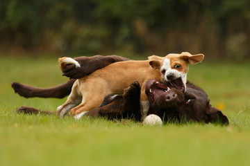 Welpe spielt mit Labrador © Nadine Haase