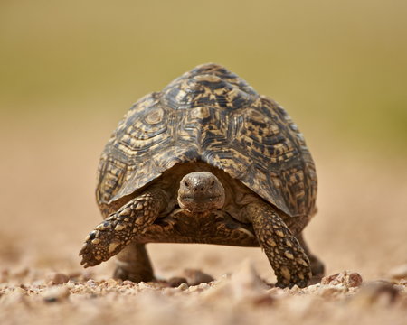 Leopard tortoise (Geochelone pardalis), Kruger National Park 