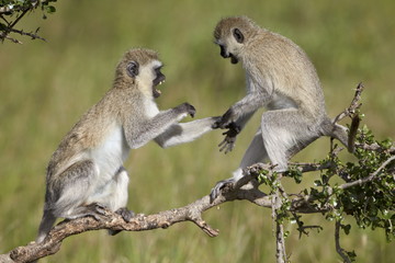 Two vervet monkeys (Chlorocebus aethiops) playing, Serengeti National Park, Tanzania