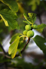 Organic dalmatian fig tree