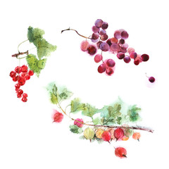 watercolor image set of berries isolated on a white background