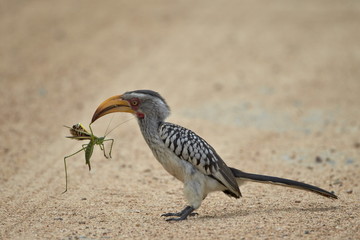 Southern yellow-billed hornbill (Tockus leucomelas) with a winged predatory katydid (Clonia wahlbergi), Kruger National Park