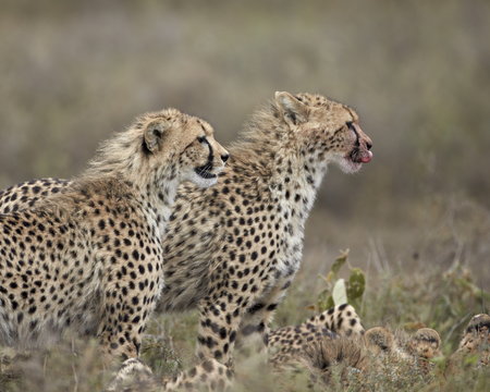 Two young cheetah (Acinonyx jubatus), Serengeti National Park, Tanzania