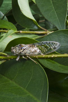 Cicada, Annual cicada, (Tibicen linnei)