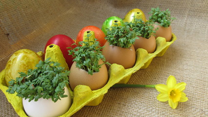 Easter. Painted eggs and watercress in eggshells