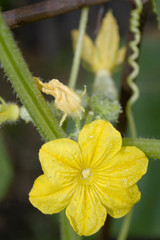 Cucumber flower