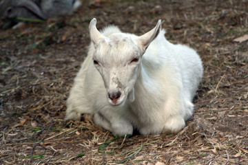 goat lying in grass on the field